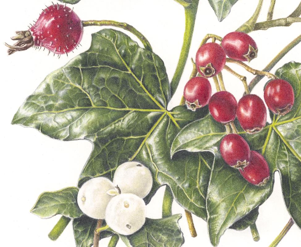 Winter Berries